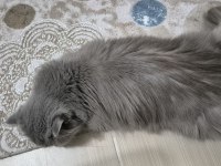 BRİTİSH LONGHAİR (ÇİFTLEŞTİRME)