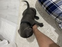 2 aylık ırk garantili cane corso