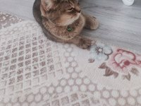 British tekir kırması akıllı bir kedi