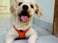 EĞİTİMLİ MALTİPOO