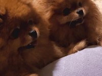 Orjinal gülen surat 3 aylık pomeranian erkek