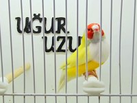 Gökkuşağı ispinozu (Gouldian Finch) mevcuttur