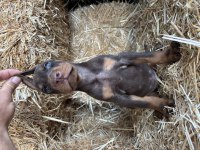 A Şecereli Babadan Doberman Bebekler