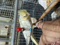 ELE KOLA ALIŞIK SULTAN PAPAĞANI