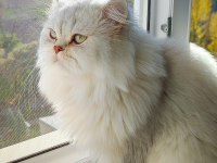Kedimize takip şartlı iyi bakacak aile
