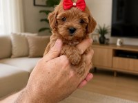 TOY POODLE SEVIMLI YAVRULARIM