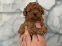 A kalite Teacup Poodle
