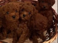 Küçük boy toy poodle değerlendirmeden geçmeyin