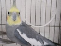 Tek ve takım sultan papağanlar