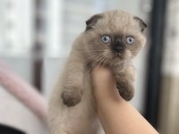 Scottish fold kedimiz yuvasını arıyor