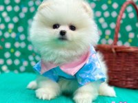 PATİLİvosvos pamuk şekerleri pomeranian köpekler