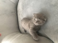 Scottish Fold yavrumuz yuvalandırılacaktır