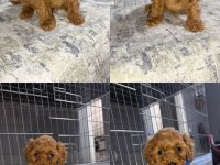 MİNİK TOY POODLE