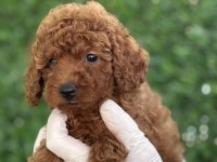Birbirinden Güzel Poodle Yavruları