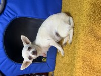 İki yaşında köpeğimiz beyaz mele