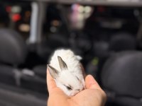 Mini bebek tavşanlarımız mevcuttur