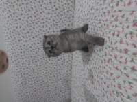 British shorthair ve scottish fold