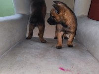 Belçika malinois