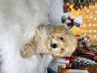 Kıvır kıvır Maltipoo