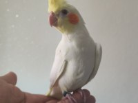 Eğitmelik iki aylık bebek lutino sultan papağanı