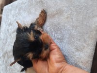 Sahibinden yorkshire terrier yavru