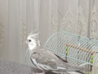 Ele alışkın sultan papağanı