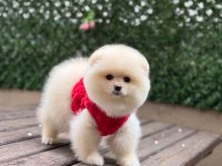 Pomeranian boo köpekleri