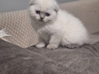 Güzel Top Yüzlü Yavru Scottish Fold Teslime Hazır