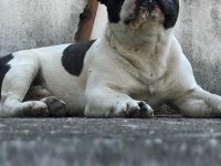 1 yaşında bulldog tüm aşıları mevcuttur