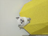 British longhair erkek dişi blue point