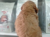 2,5 AYLIK ERKEK COCKAPOO