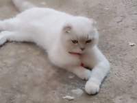 Pamuk british shorthair oğlum