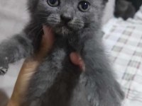 48 günlük dişi scottish fold yavrum