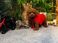 Kore Kan Toy Poodle Yavrularımız