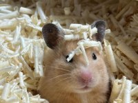 HAMSTER GONZALES YAVRULARI HERYERE GÖNDERİM