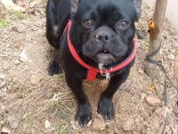 7 aylık siyah french bulldog