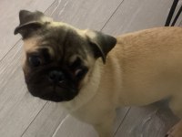 7 aylık dişi pug