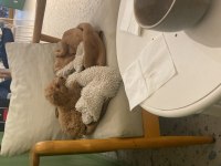 Sahibinden toy poodle dişi