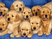 Golden retriever bebekler