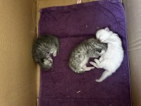 Safkan kedimizin yavruları