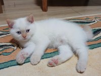 British shorthair red point