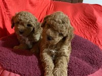 Safkan Toy Poodle Yavrularımız