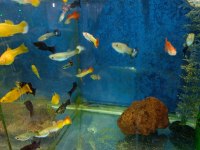 Lepistes Moli Kılıç Neon Tetra