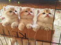 WORLD CAT FEDERASYONU KAYITLI GOLDEN BRİTİSH BEBEKLER