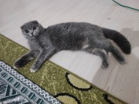 Ücretsiz Scottish Fold Kedisi
