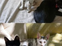 Oyuncu ve sevecen iki kardeş kedimiz