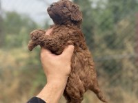 KORE TOY POODLE