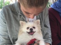 Orjinal sağlıklı ırk pomeranian boo
