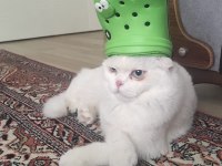 Acil sahiplendirilecek scottish fold canımız