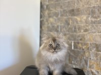 BRITISH LONGHAIR SILVER YAVRULARIM 